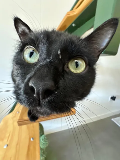 I lost my soul cat 💔