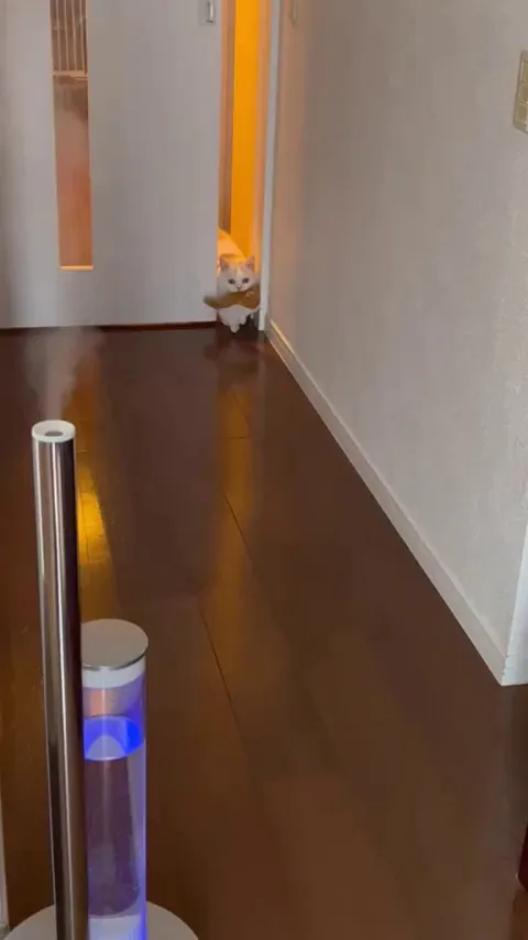 My cat proudly carries their favorite plush toy every day.