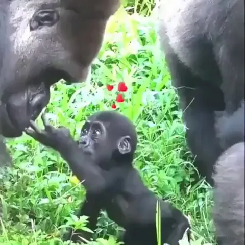 A father gorilla and his baby meet for the first time.