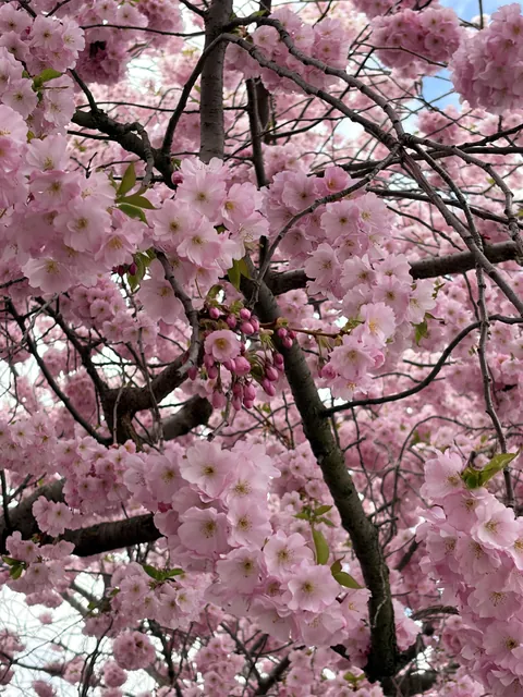 ITAP of sakura blossom