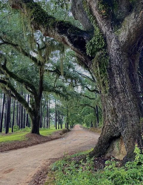 Old dirt road in the southern US