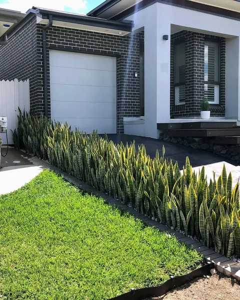 My fence of Sansevieria / mother in laws tongue / snake plants 