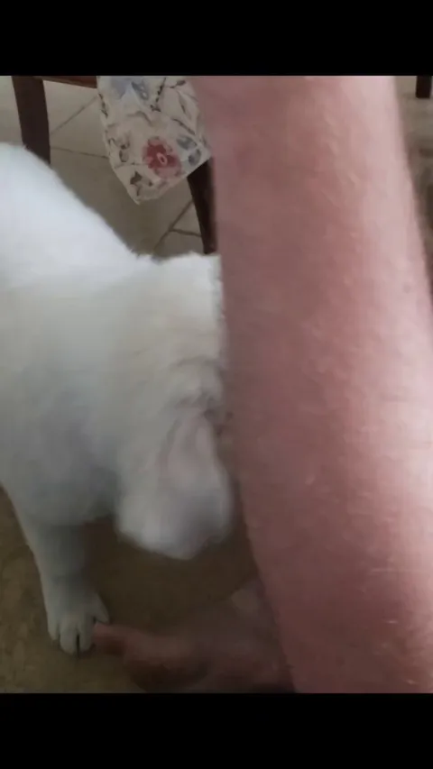 My new rescue puppy Zoom.