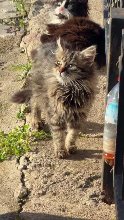 Obsessed with these new kittens in the neighborhood