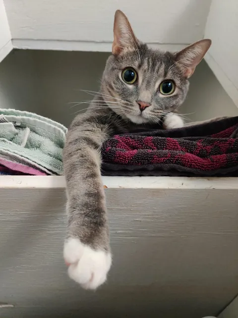 Truffles screams until I open this cabinet, then claims the top shelf like she pays rent