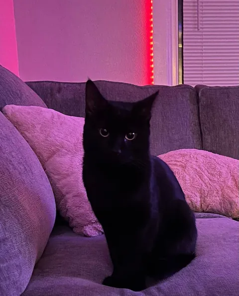 Freak accident caused by cat that wanted more food