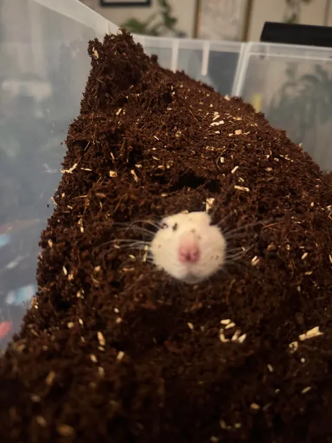 Discovered what little Martin wants. It’s to be completely covered with dirt.