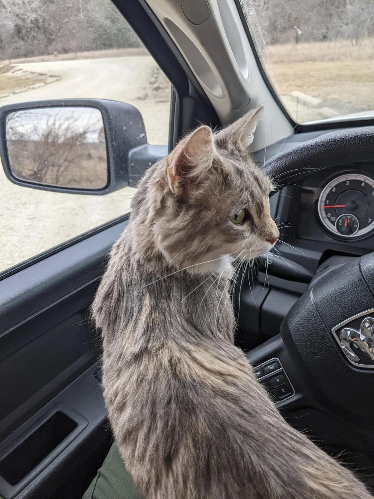 This sweet lady was dumped at the lake today. Coldest day of the year.