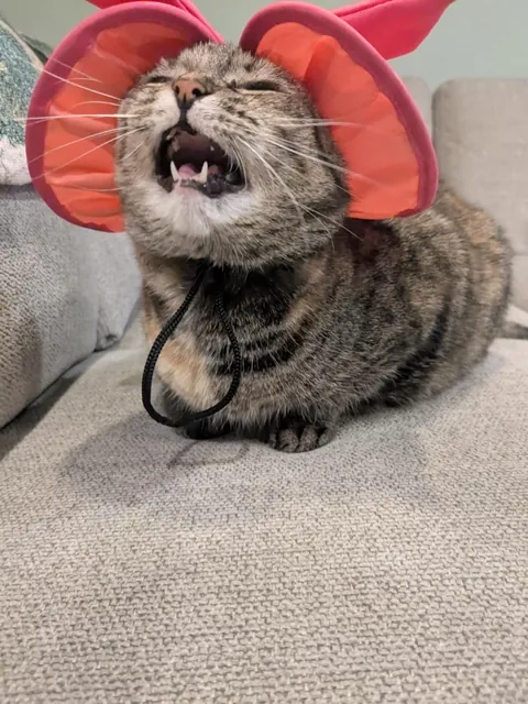 Looking like a distinguished lady in her new sun hat
