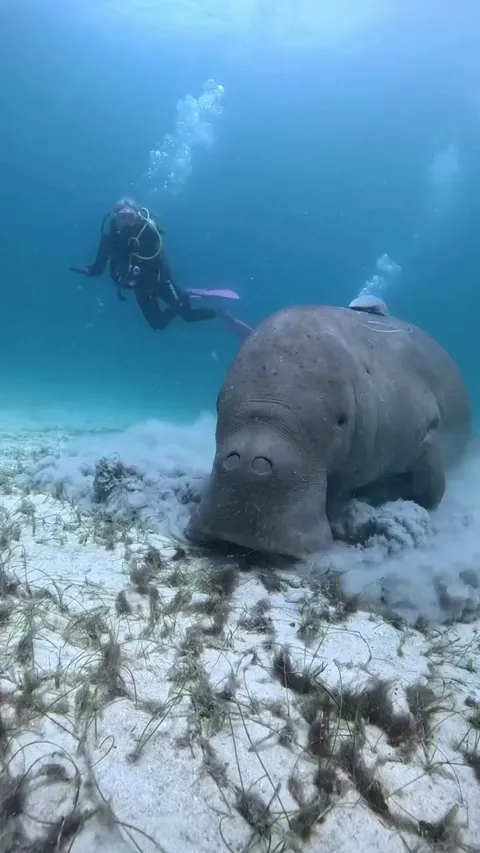 🔥 Dugonggggggg Venus is having lunch