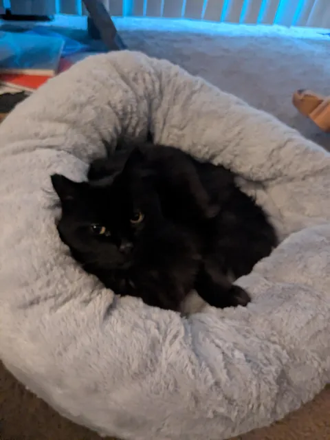 He got this bed 7 months ago and this is the first time he's laid in it