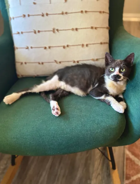 Cosmo’s ✨transformation✨