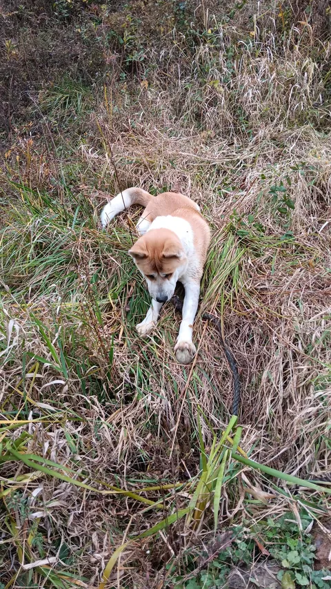 [OC]He saved the ball ...but couldn't save himself.