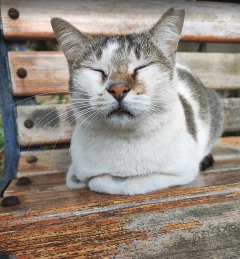 Meowditation is calming