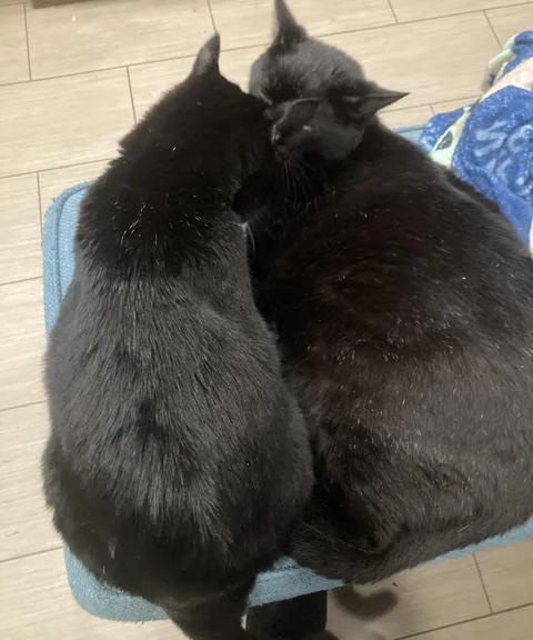 If you have multiple cats, do they groom each other?