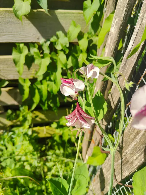 No one cares much about my flowers so I thought to share them here