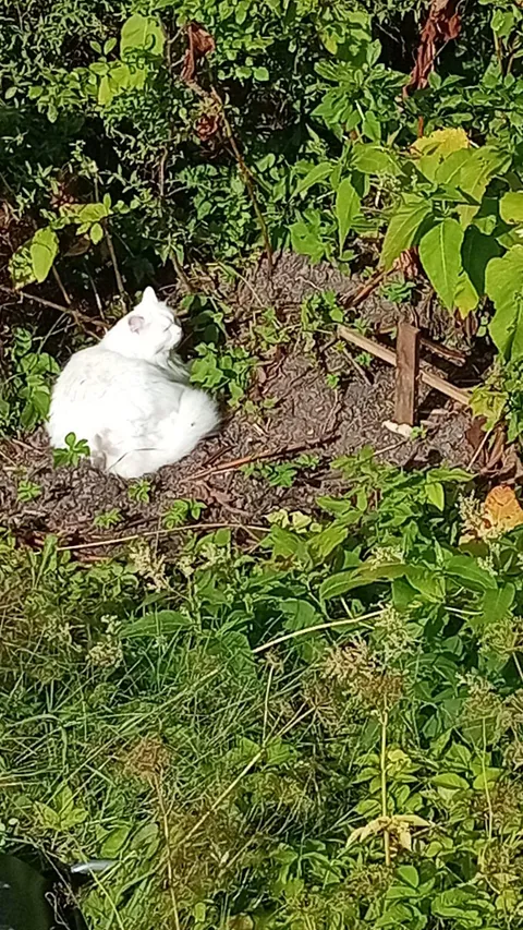 My friends cat sitting at the burial site of his brother who he spent his whole life with.