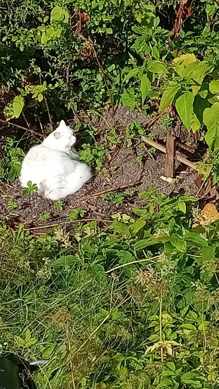 My friends cat sitting at the burial site of his brother who he spent his whole life with.