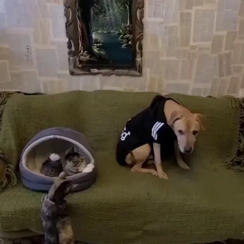 Rescued Dog Finds Its Voice