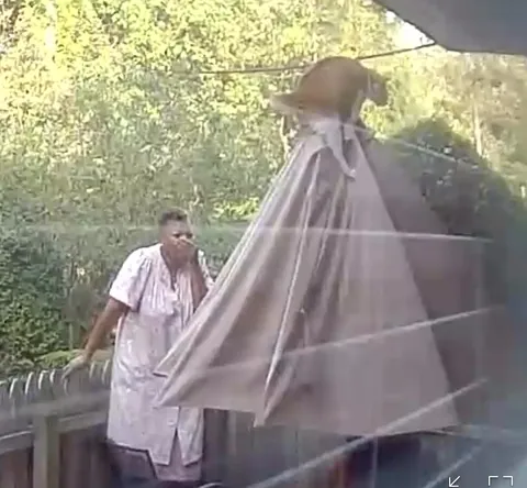 neighbors cat got stuck on my umbrella peed all over it