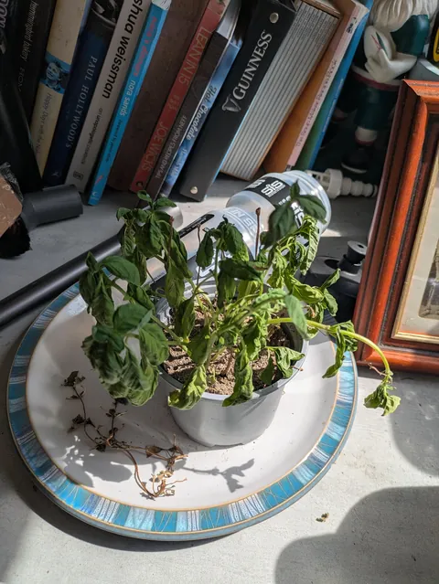 [OC] Oscar for best actor goes to my Basil plant (2 hours post water)
