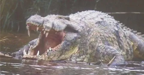 There is a Crocodile in Lake Tanganyika in Tanzania named "Gustave" who has allegedly killed over 300 people over the last several decades. There have been several attempts to kill or capture him.