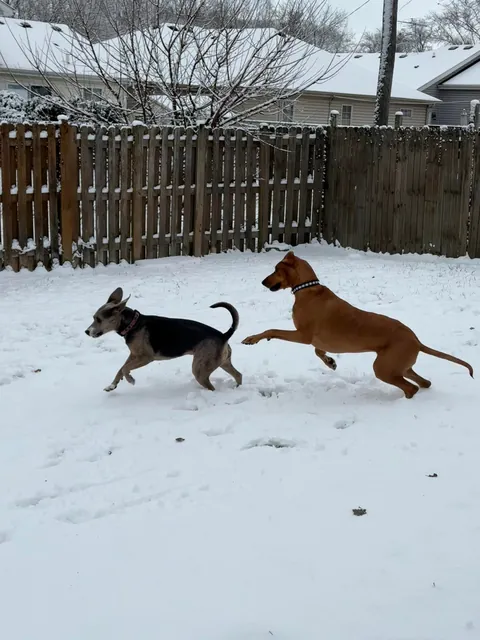 We want to adopt another so bad but don’t want to mess with the dynamic 🥲