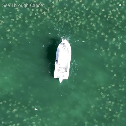 🔥 Surrounded by a Huge school of rays circling our boat. Clearwater, Florida.