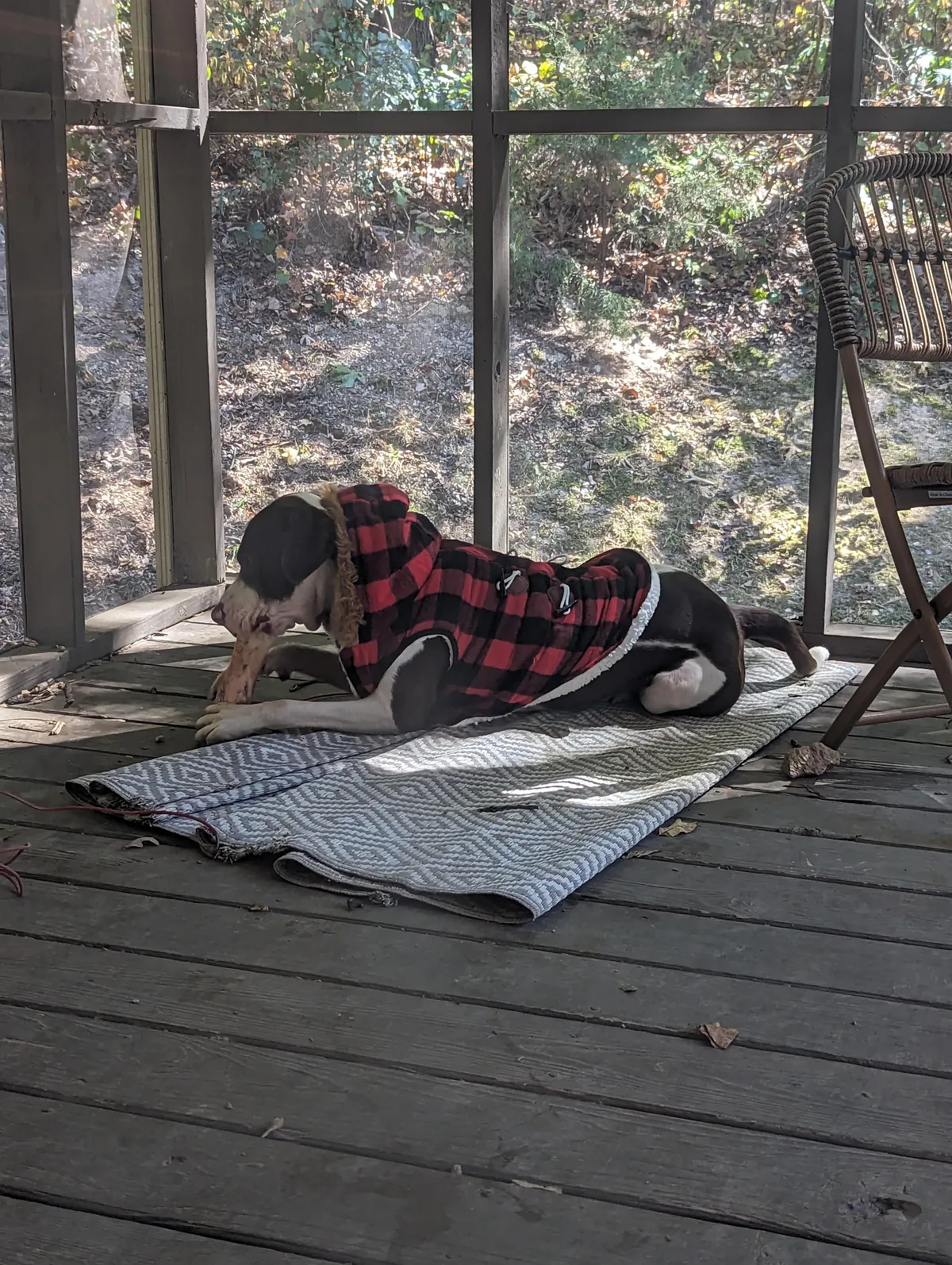 Since everyone loved him so much as a puppy, here he is at least a little grown up