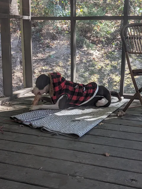 Since everyone loved him so much as a puppy, here he is at least a little grown up