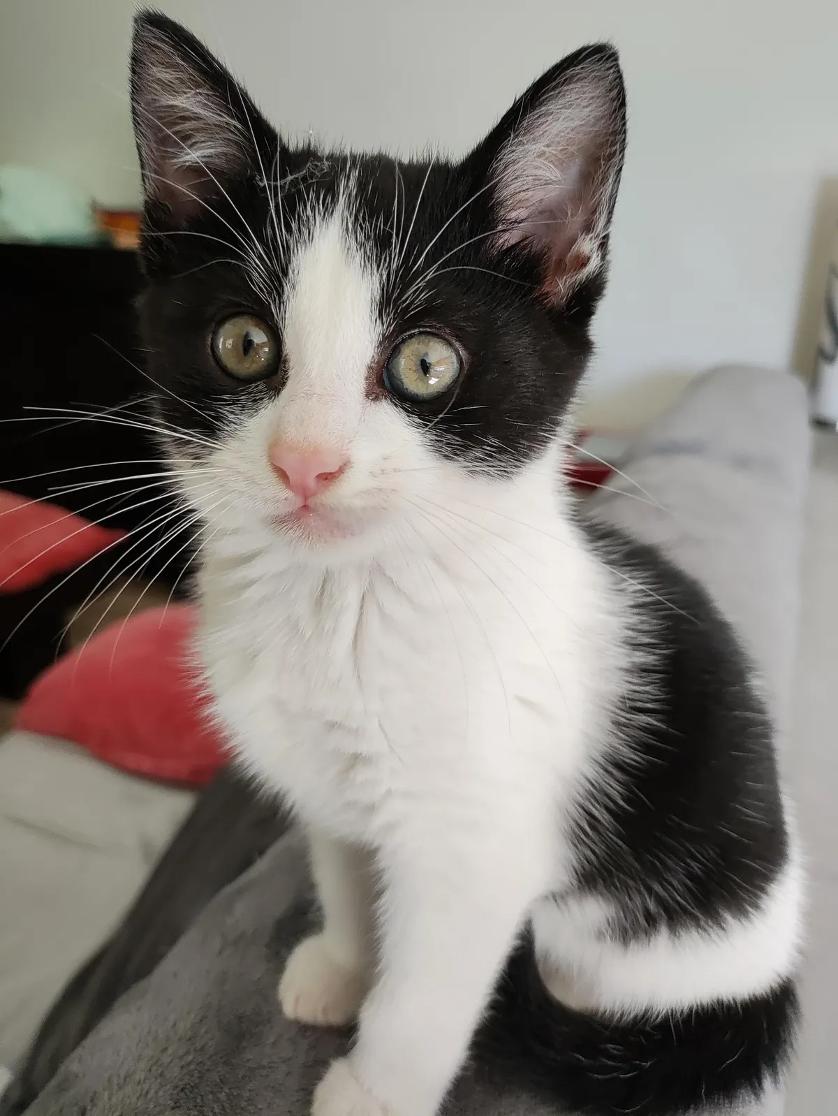 so I found this little guy... welcome home ziggy!