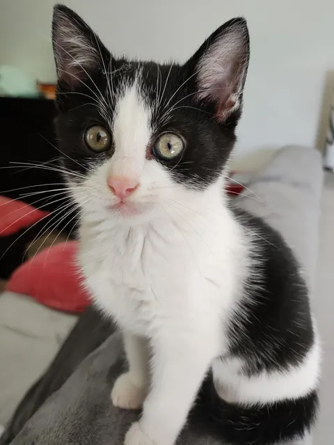 so I found this little guy... welcome home ziggy!