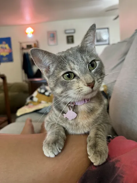 How does my cat know it’s me when I come home?