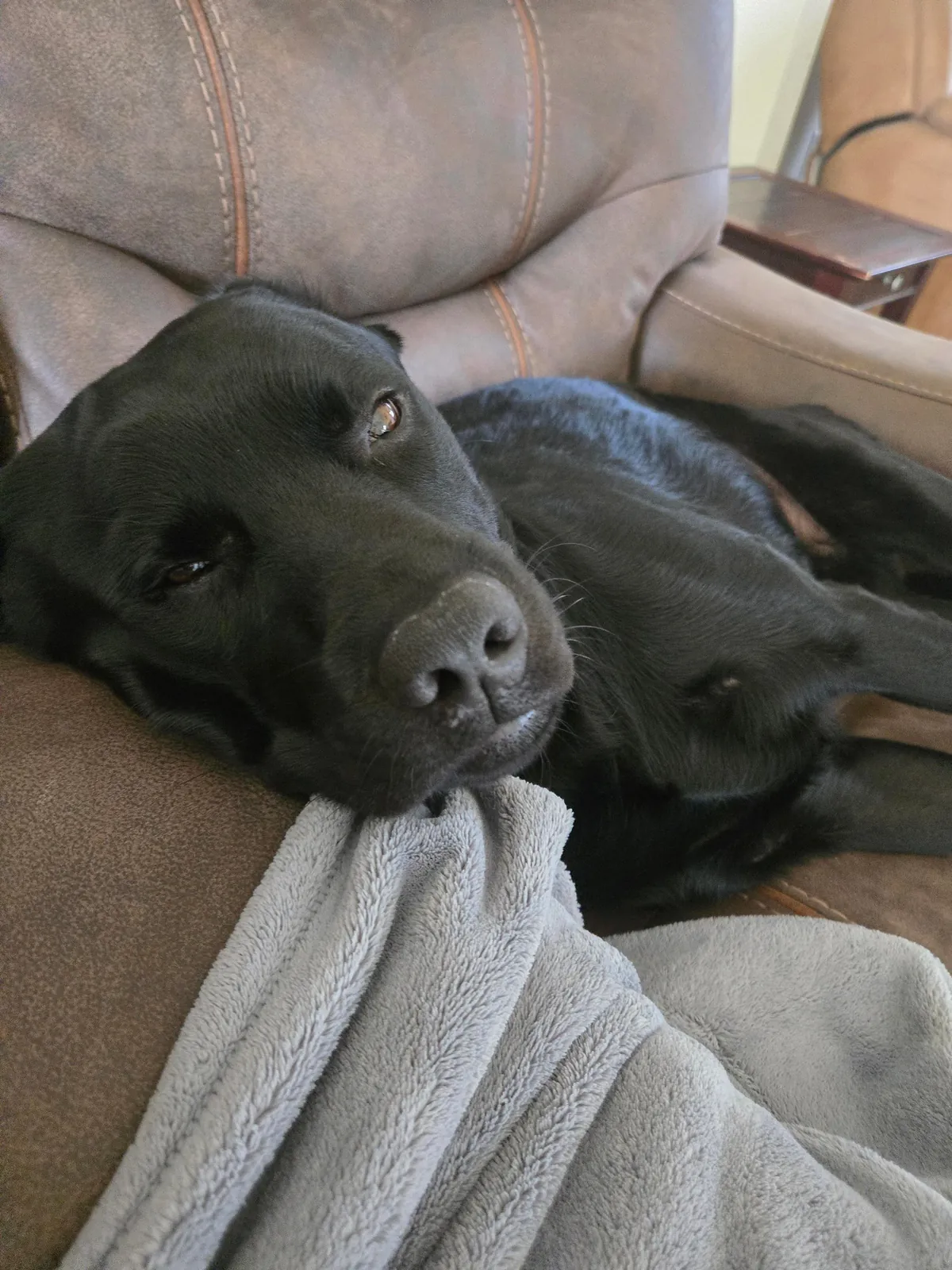 The best pictures of my 3 year old Black Lab!