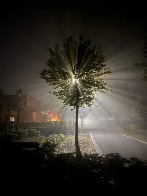 ITAP of a tree in the fog with a streetlamp behind it