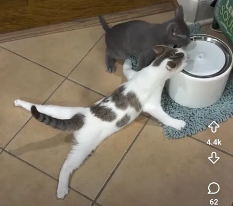 PsBattle: cat drinking water