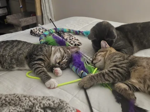 Brothers. When you plan on adopting 1 but you come home with 2. Oops...