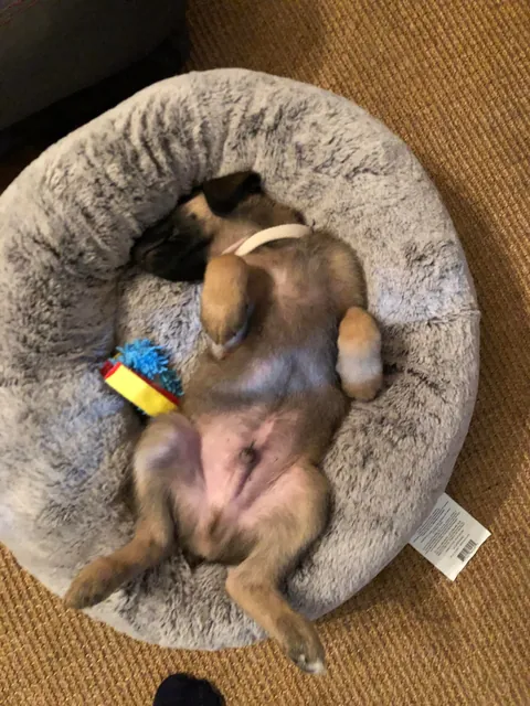 Atticus: a very good boy