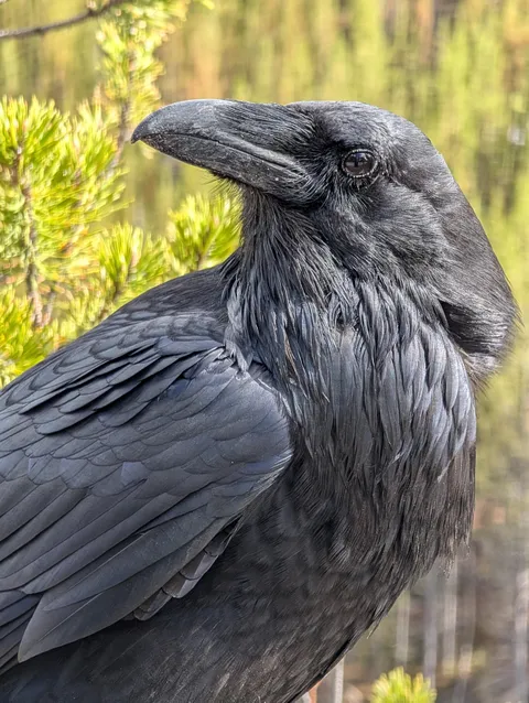 [OC] made friends with a Raven in Yellowstone, took this point blank