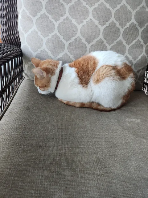 Is it normal for a cat to rest like this? He hasn't done this before.