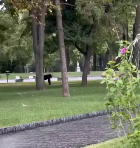 A female chimpanzee escaped from the zoo, and walked around the city, until she met a good friend and decided to return