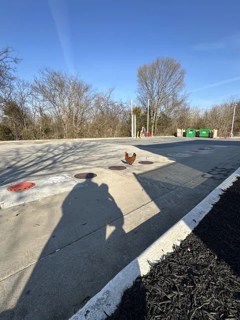 I saw a chicken actually crossing the road