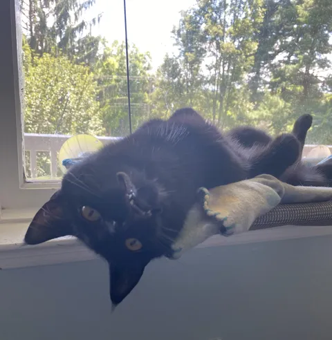 “The bats on TV like to hang upside down so I figured I’d try!”