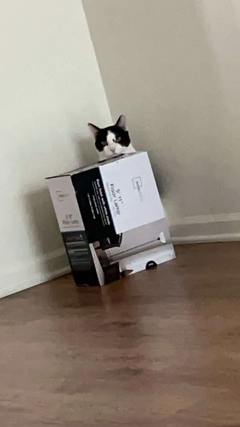 I lost my cat to a freak accident and I can't move on