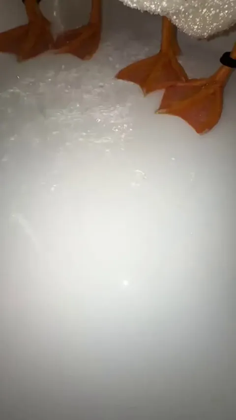 The way the water just runs off the feathers of these ducks