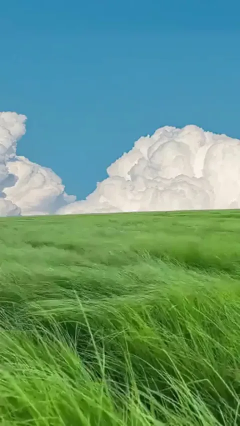 This beautiful field of long grass on a windy day.