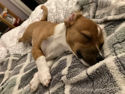 This little one always sleepy 😴