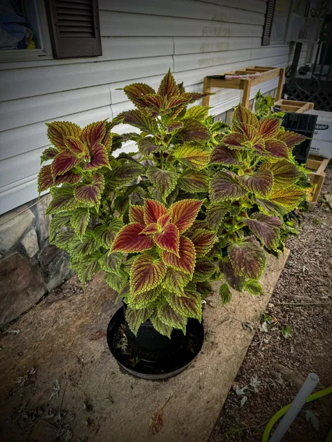 Biggest and prettiest Coleus I have ever grown