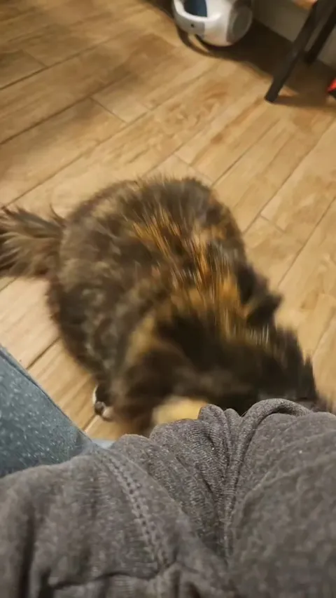 How long can you pet your cat for???