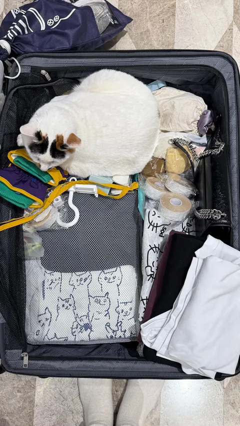 My cat packed herself so I won’t leave 😭